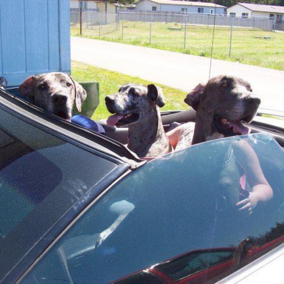 Meet your Posher, Connie - Picture 1 of 3